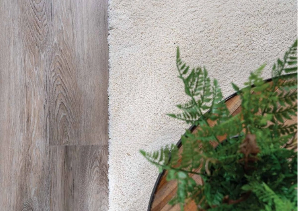 Cream carpet next to wood flooring with green houseplant